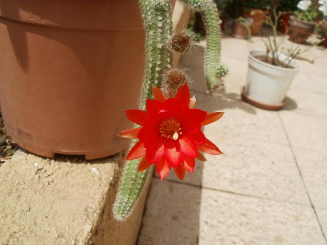 Name:  P1010099a.jpg
Views: 320
Size:  35.6 KB