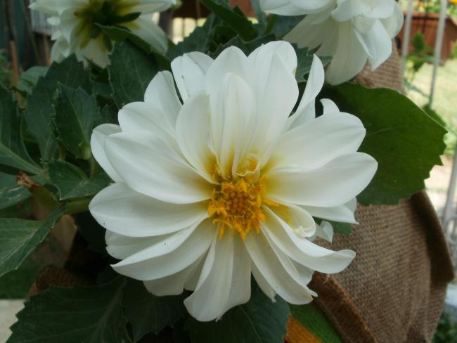 Name:  P1010101a.jpg
Views: 302
Size:  36.7 KB