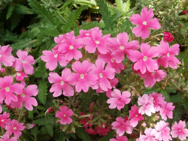 Name:  P1010113a.jpg
Views: 326
Size:  60.9 KB