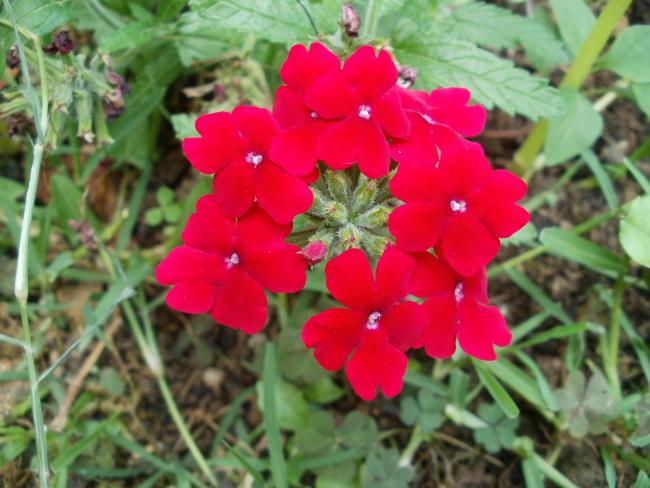 Name:  P1010120a.jpg
Views: 332
Size:  47.8 KB