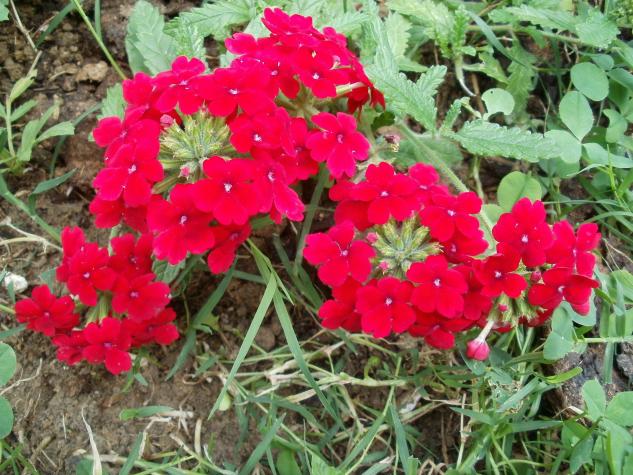 Name:  P1010125a.jpg
Views: 332
Size:  71.1 KB