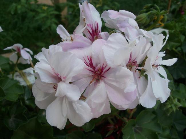 Name:  P1010110a.jpg
Views: 298
Size:  36.1 KB