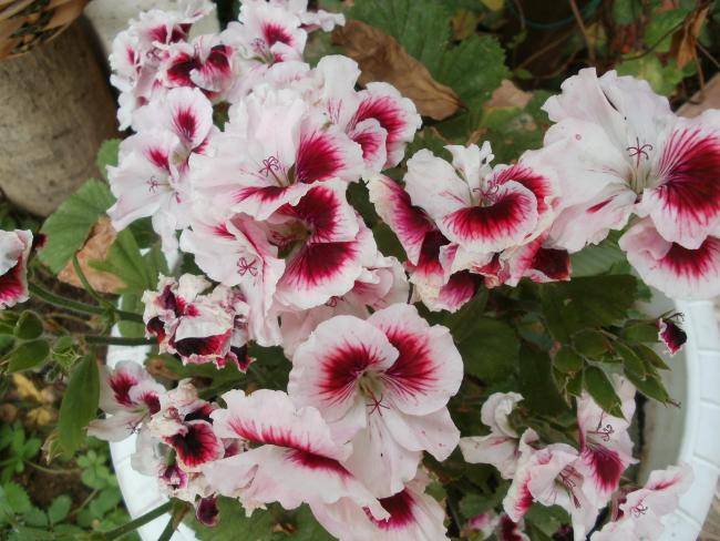 Name:  P1010130a.jpg
Views: 355
Size:  59.1 KB