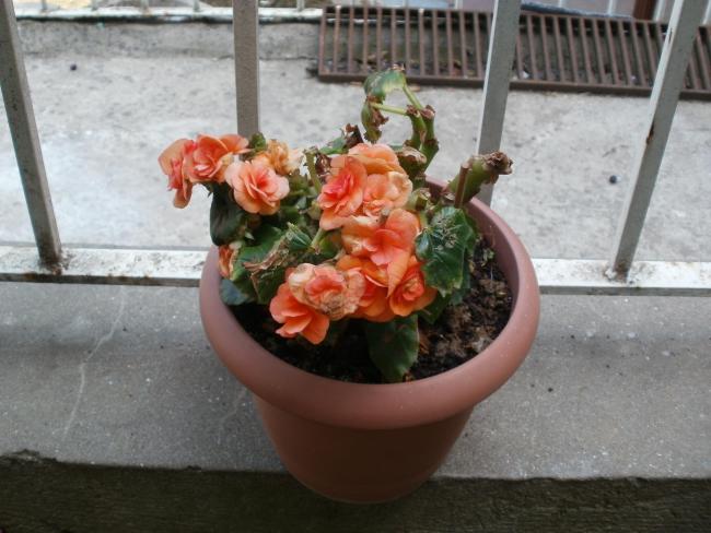 Name:  P1010146a.jpg
Views: 334
Size:  47.0 KB