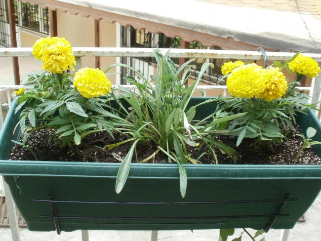 Name:  P1010148a.jpg
Views: 329
Size:  63.4 KB