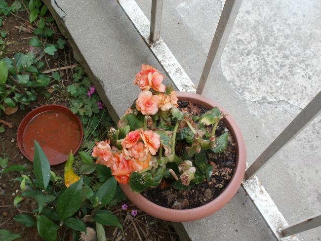 Name:  P1010153a.jpg
Views: 306
Size:  59.1 KB