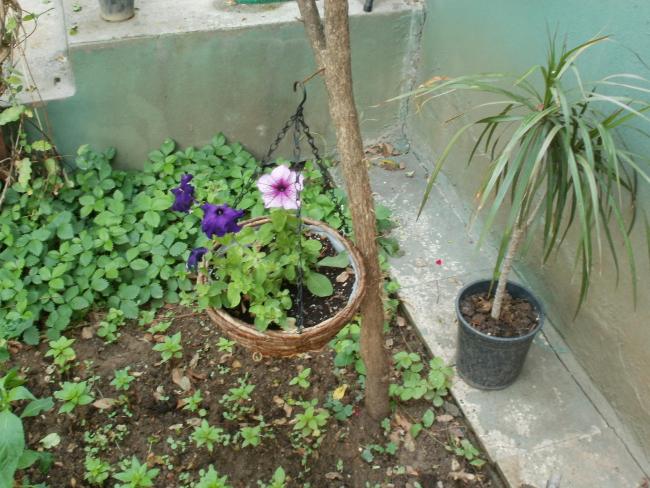 Name:  P1010137a.jpg
Views: 334
Size:  63.2 KB