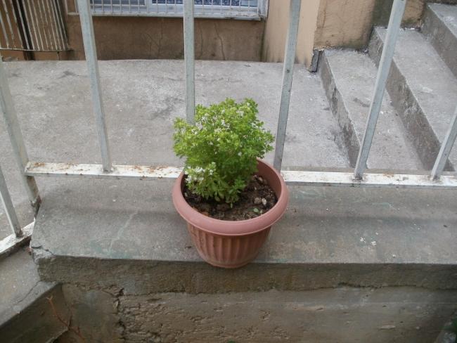 Name:  P1010166a.jpg
Views: 459
Size:  48.2 KB