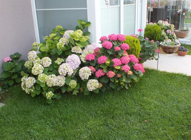 Name:  DSCF1058.jpg
Views: 559
Size:  69.9 KB