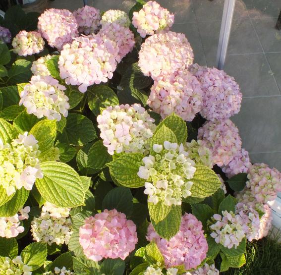 Name:  DSCF1060.jpg
Views: 515
Size:  73.4 KB