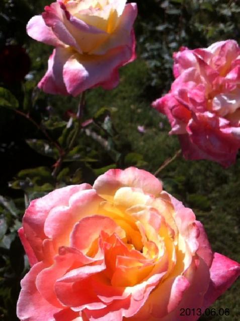 Name:  IMG_6269.jpg
Views: 380
Size:  43.0 KB