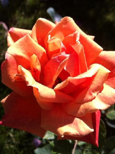 Name:  IMG_6273.jpg
Views: 380
Size:  37.1 KB