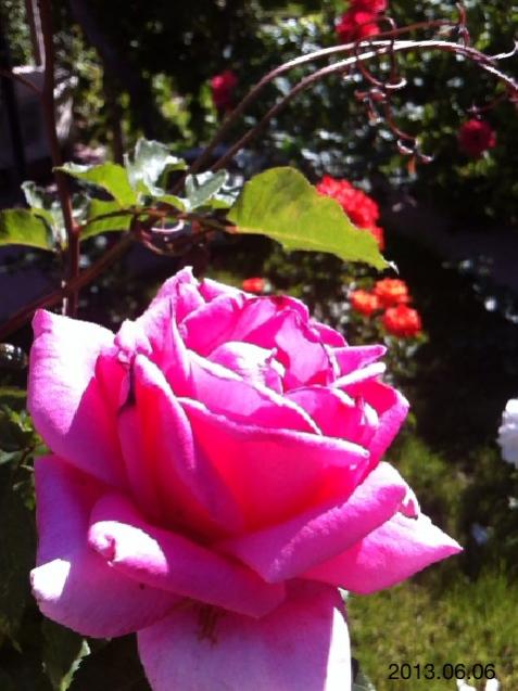 Name:  IMG_6274.jpg
Views: 382
Size:  47.3 KB