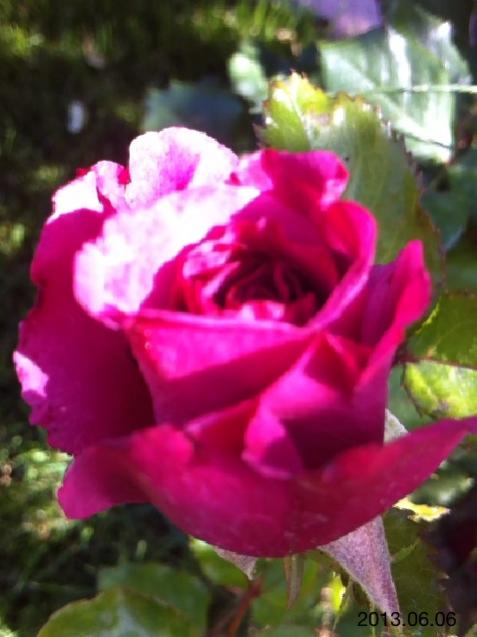 Name:  IMG_6279.jpg
Views: 397
Size:  36.4 KB