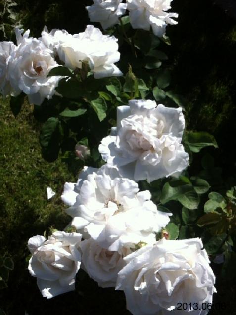 Name:  IMG_6276.jpg
Views: 374
Size:  44.3 KB