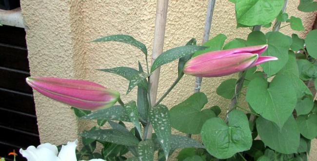 Name:  IMG_5839.jpg
Views: 523
Size:  41.7 KB