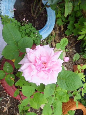 Name:  DSCF5354.jpg
Views: 256
Size:  69.1 KB