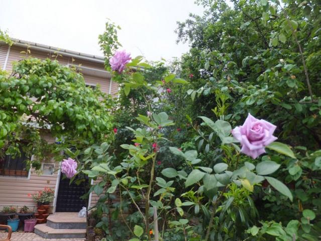Name:  DSCF5356.jpg
Views: 239
Size:  66.5 KB