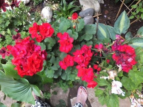 Name:  DSCF5385.jpg
Views: 250
Size:  40.5 KB