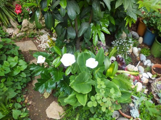 Name:  DSCF5398.jpg
Views: 249
Size:  67.5 KB