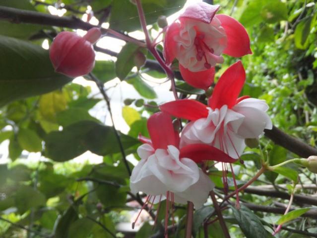 Name:  DSCF5414.jpg
Views: 244
Size:  45.1 KB