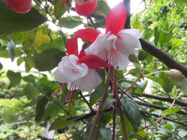 Name:  DSCF5415.jpg
Views: 245
Size:  51.7 KB