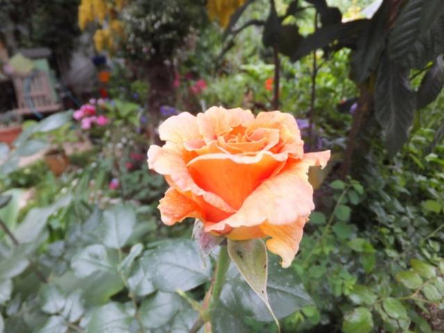 Name:  DSCF5417.jpg
Views: 248
Size:  43.4 KB