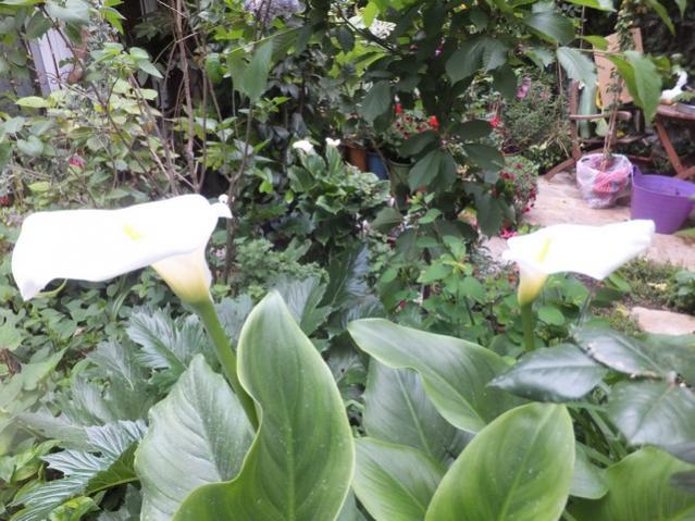 Name:  DSCF5418.jpg
Views: 211
Size:  62.3 KB