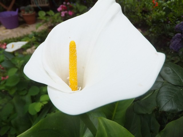 Name:  DSCF5419.jpg
Views: 220
Size:  57.4 KB