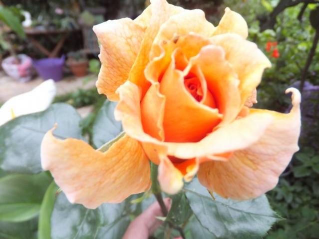 Name:  DSCF5421.jpg
Views: 204
Size:  37.1 KB