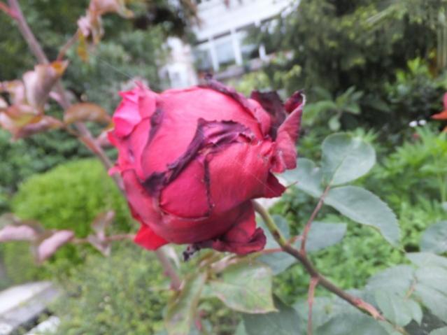 Name:  DSCF5423.jpg
Views: 212
Size:  38.5 KB
