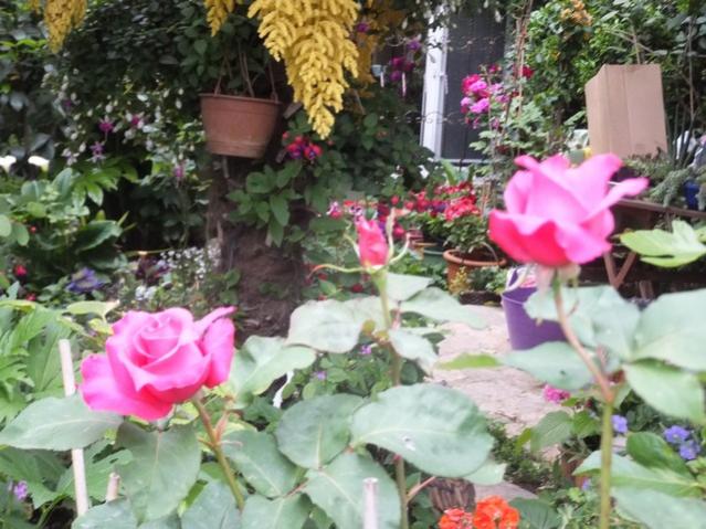 Name:  DSCF5426.jpg
Views: 242
Size:  59.9 KB