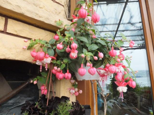Name:  DSCF5431.jpg
Views: 173
Size:  53.9 KB