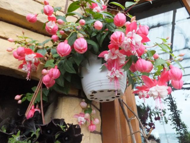 Name:  DSCF5436.jpg
Views: 188
Size:  55.6 KB