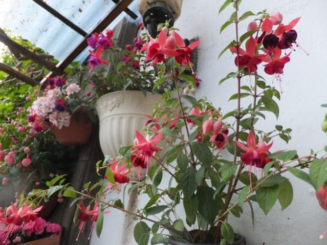 Name:  DSCF5439.jpg
Views: 183
Size:  57.4 KB