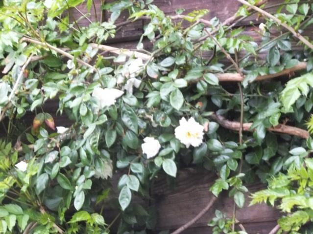 Name:  DSCF5462.jpg
Views: 389
Size:  61.8 KB