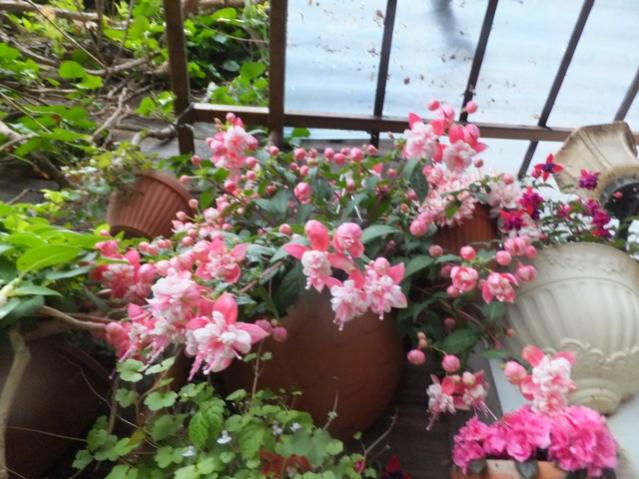 Name:  DSCF5478.jpg
Views: 363
Size:  57.2 KB