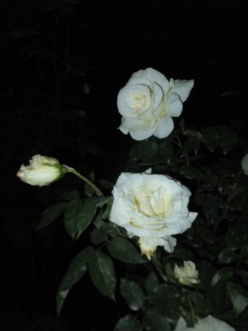 Name:  DSCF5496.jpg
Views: 322
Size:  36.1 KB