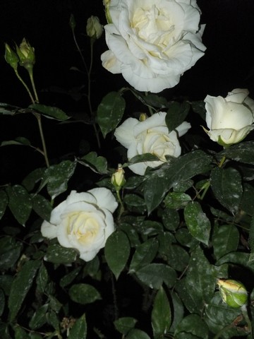 Name:  DSCF5498.jpg
Views: 310
Size:  54.6 KB
