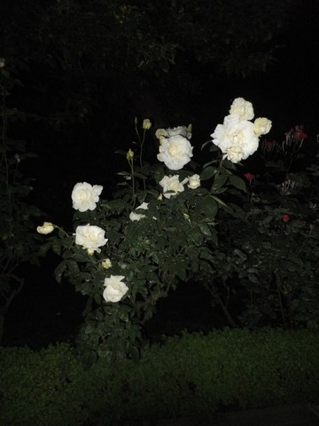 Name:  DSCF5500.jpg
Views: 322
Size:  47.3 KB