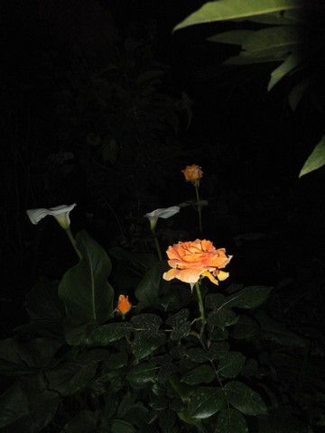 Name:  DSCF5502.jpg
Views: 322
Size:  35.5 KB