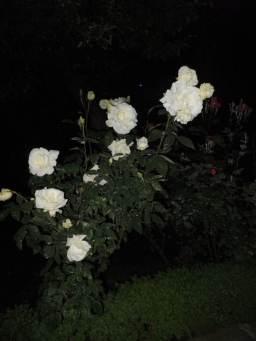 Name:  DSCF5495.jpg
Views: 313
Size:  47.6 KB
