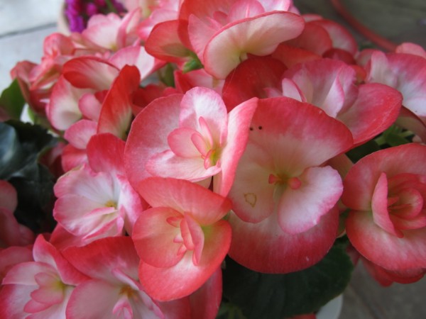 Name:  IMG_2162 (600 x 450).jpg
Views: 934
Size:  54.4 KB