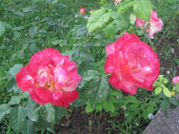 Name:  IMG_2149 (600 x 450).jpg
Views: 923
Size:  48.7 KB