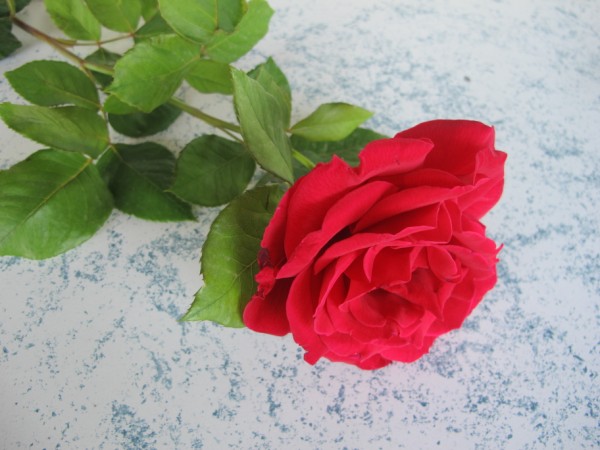 Name:  IMG_2118 (600 x 450).jpg
Views: 933
Size:  62.7 KB