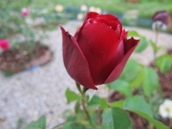 Name:  IMG_2068 (600 x 450).jpg
Views: 850
Size:  42.7 KB