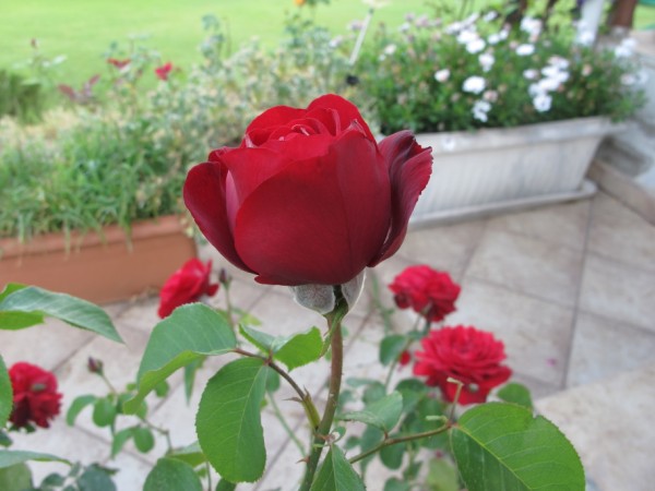 Name:  IMG_2145 (600 x 450).jpg
Views: 784
Size:  58.2 KB