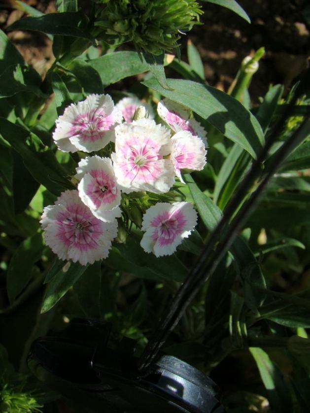 Name:  hsn.jpg
Views: 708
Size:  62.2 KB