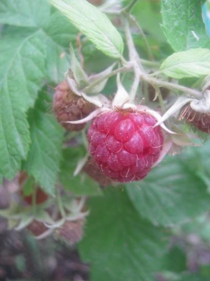 Name:  frambuaz.jpg
Views: 1617
Size:  25.4 KB
