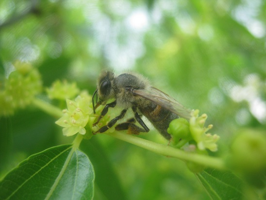 Name:  hnnap iei ve ar.jpg
Views: 1442
Size:  68.8 KB